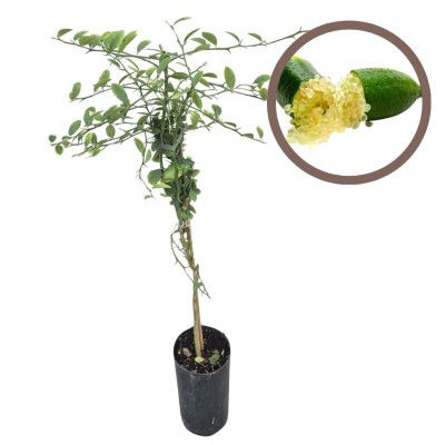 CITRUS AUSTRALASICA (CITRON CAVIAR) CITRUS AUSTRALASICA (CITRON CAVIAR)