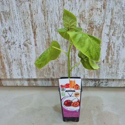 Aguacate hass | El Huerto Deitana ®