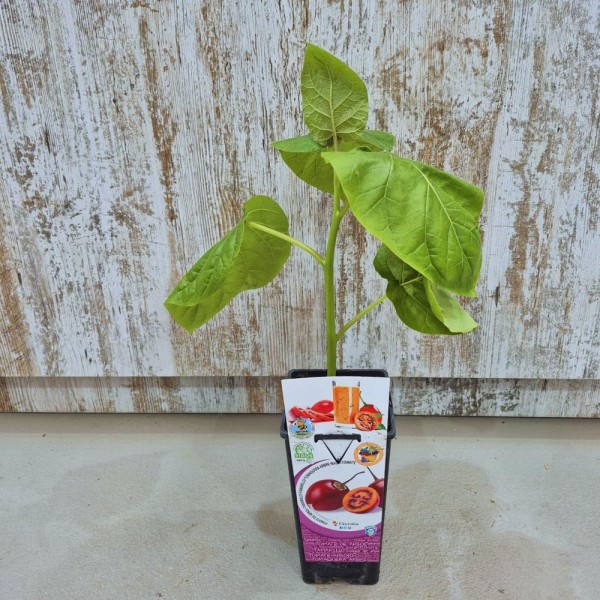 Aguacate hass | El Huerto Deitana ®