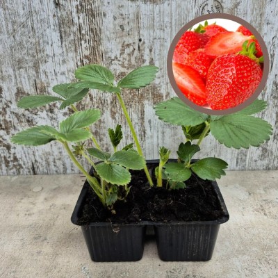 FRESA MONTERREY - Lote 4 uds.