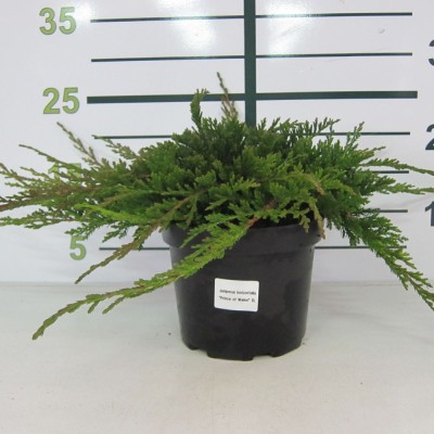 ¿Buscas comprar un ciprés semper stricta? Visita nuestro catálogo