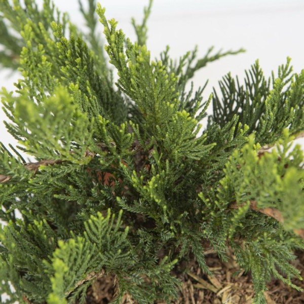 JUNIPERUS SABINA TAMARISCIFOLIA 2.5L