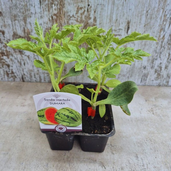 Pack 4 uds. PLANTAS DE SANDIA DUMARA INJERTADA EN SHINTOZA