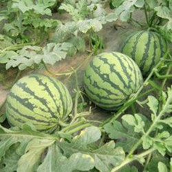 SANDIA SIN PEPITAS (necesita polinizador) - Caja 108 uds.