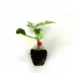 copy of SANDIA BOSTON