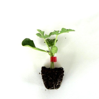 copy of PLANTAS DE SANDIA PATA NEGRA - INJERTADA