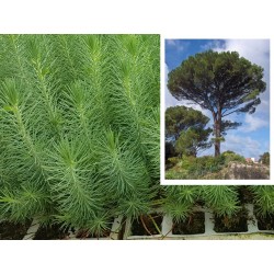copy of PINO PIÑONERO DONCEL (PINUS PINEA) - Lote 100 uds.