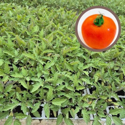 Plantas de Cebolla Recas | El Huerto Deitana ®