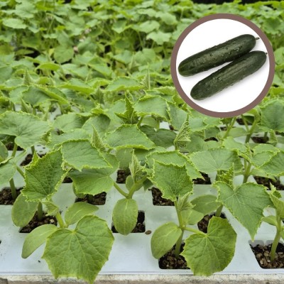 Plantas de Cebolla Recas | El Huerto Deitana ®