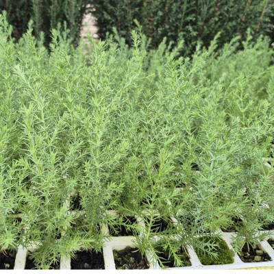 Arizona Cypress - Arizona Cypress 25 to 35 cm tall - Cupressus arizonica