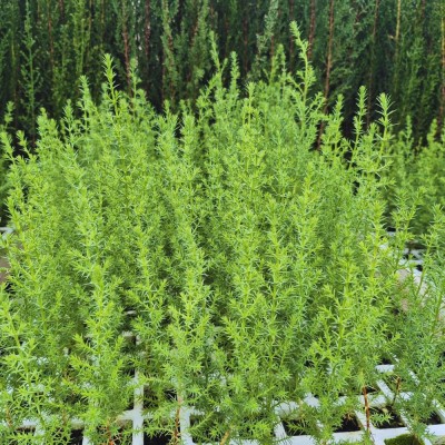 MACROCARPA CIPRES 25 to 40 cm high (CUPRESSUS MACROCARPA)