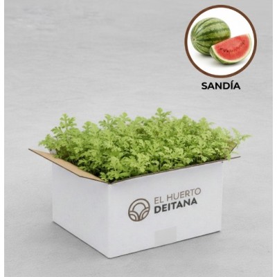 Sandía Boston - Sandía planta