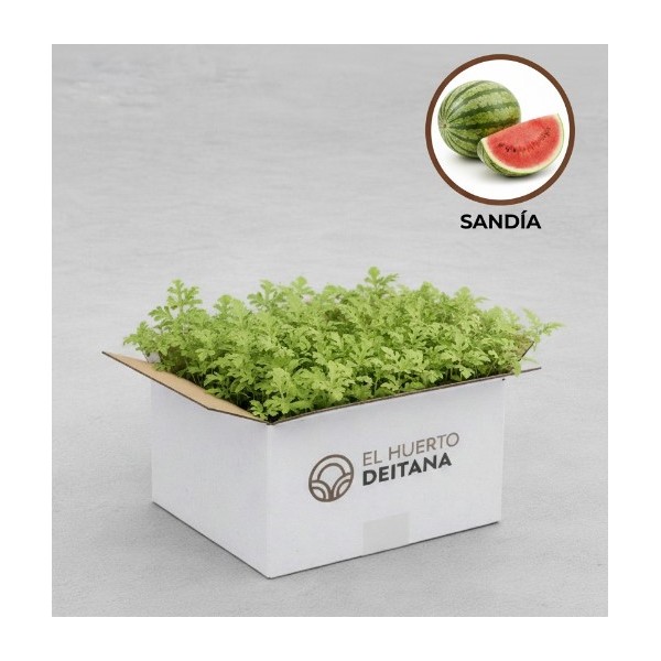 Sandía Boston - Sandía planta