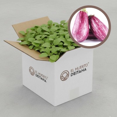 Plantas de Cebolla Recas | El Huerto Deitana ®