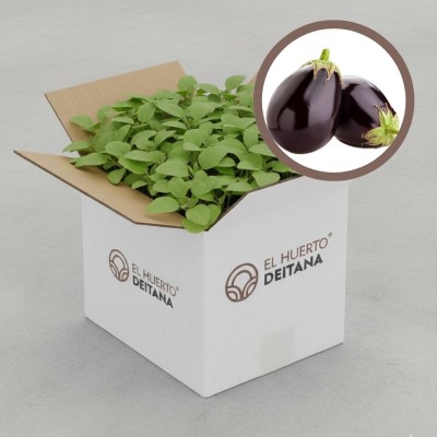 Cebolla morada de Amposta - Cebolla planta