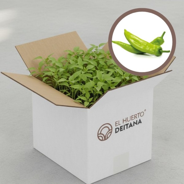 Cebolla morada de Amposta - Cebolla planta