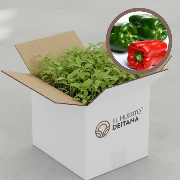 Cebolla morada de Amposta - Cebolla planta