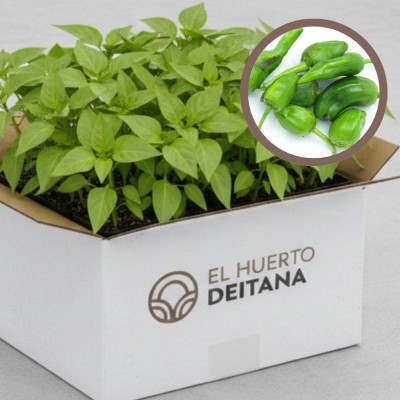 Cebolla morada de Amposta - Cebolla planta