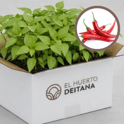 Cebolla morada de Amposta - Cebolla planta