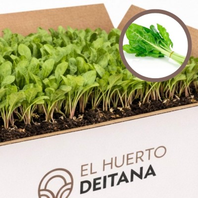 Cebolla morada de Amposta - Cebolla planta