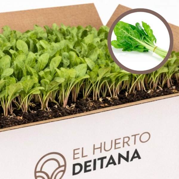 Cebolla morada de Amposta - Cebolla planta