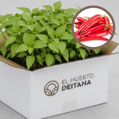 Cebolla morada de Amposta - Cebolla planta