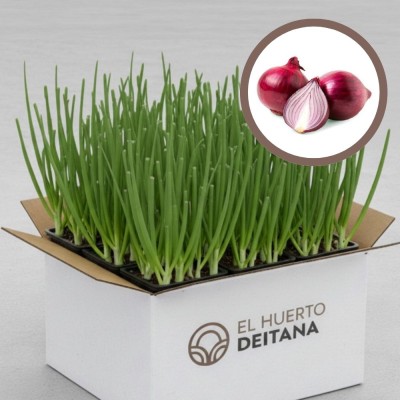 Plantas de cebolla Recas - Comprar planta cebolla Recas