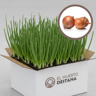 Plantas de cebolla Recas - Comprar planta cebolla Recas