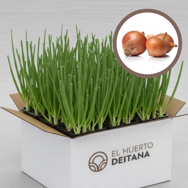 Plantas de Cebolla Recas | El Huerto Deitana ®