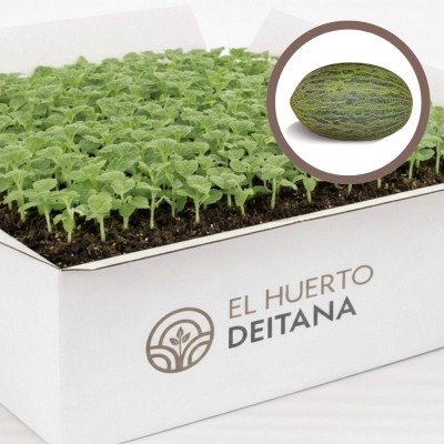 MELON PIEL DE SAPO - Lote 200 uds.
