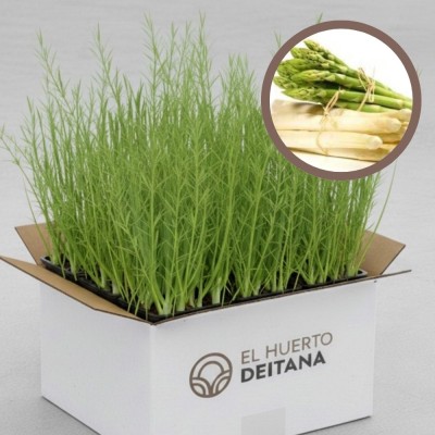 Cebolla morada de Amposta - Cebolla planta