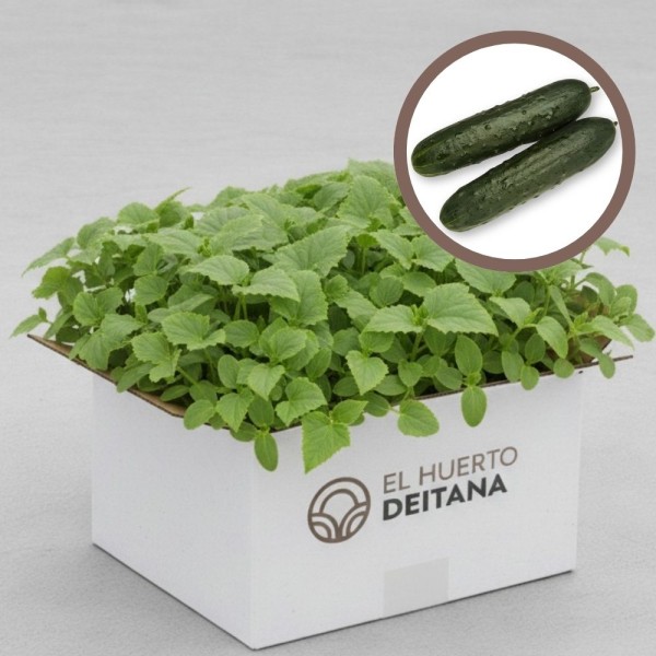 PEPINO GRANADA - caja 104 uds.