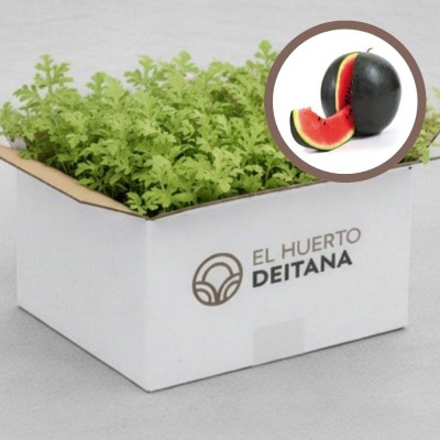 Cebolla morada de Amposta - Cebolla planta