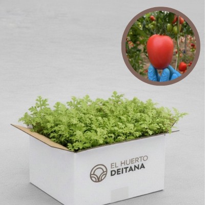 Plantas de cebolla Recas - Comprar planta cebolla Recas