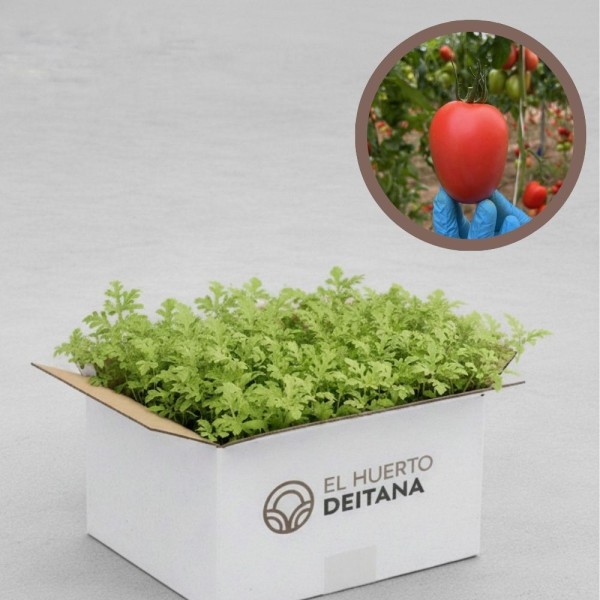 Plantas de Cebolla Recas | El Huerto Deitana ®