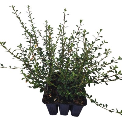 COTONEASTER FRANCHETTI