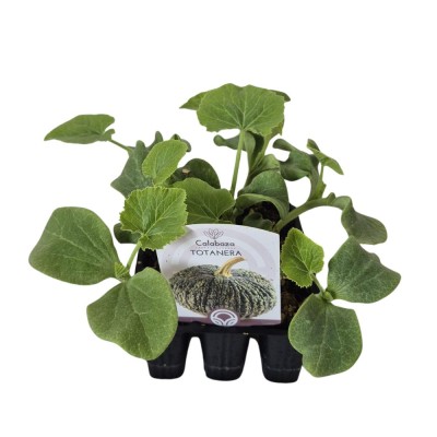 PLANTAS DE CALABAZA TOTANERA