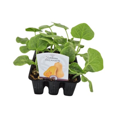 Plantas de calabaza Waltham - Comprar planta calabaza Waltham