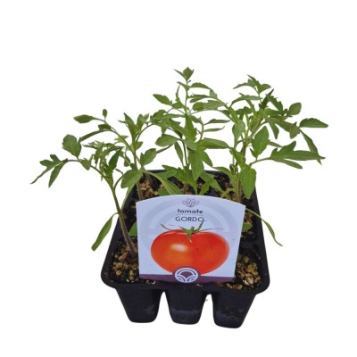 TOMATE THOMAS - Lote 9 uds.