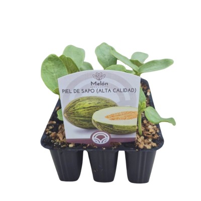 Pack 9 uds. PLANTAS DE MELON PIEL DE SAPO