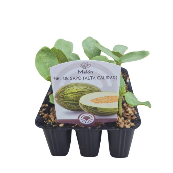 PLANTAS DE MELON PIEL DE ZAPO