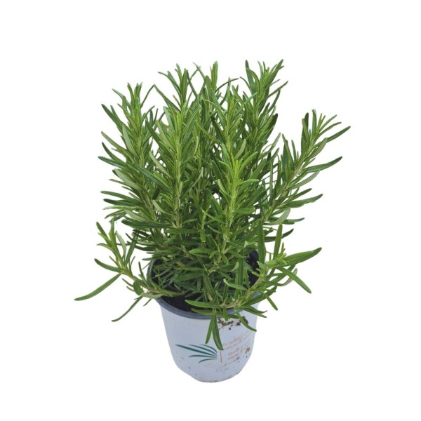 ROMERO - ROSMARINUS OFFICINALIS