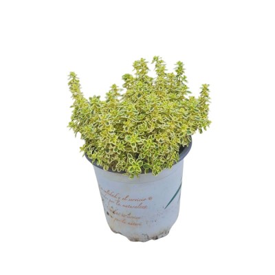 THYME LEMON-THYMUS C10