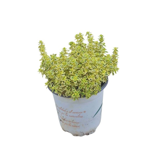 TOMILLO LIMON-THYMUS  C10