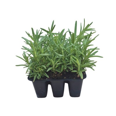 copy of OREGANO VULGARE 0.56L (OREGANO)