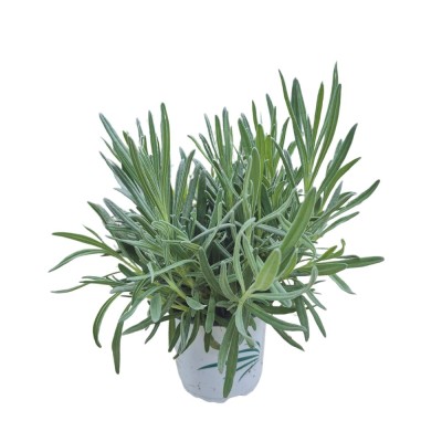 LAVANDA ANGUSTIFOLIA  C10