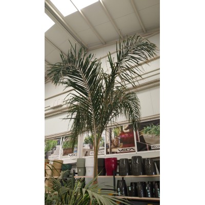 SYAGRUS ROMANZOFFIANA (COCOTERO) 160L MV