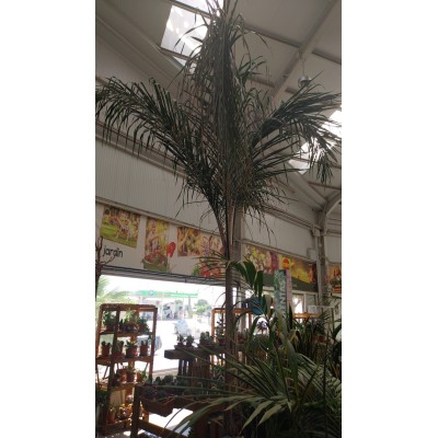 SYAGRUS ROMANZOFFIANA (COCOTERO) 160L MV