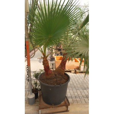 PALMERA WASHINTONIA C80
