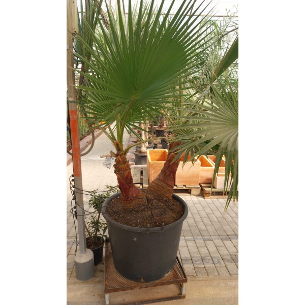PALMERA WASHINTONIA C80